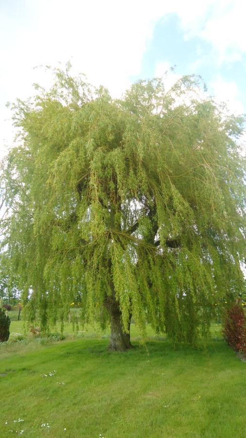 Au Grand Saule Villa Les Attaques Oda fotoğraf